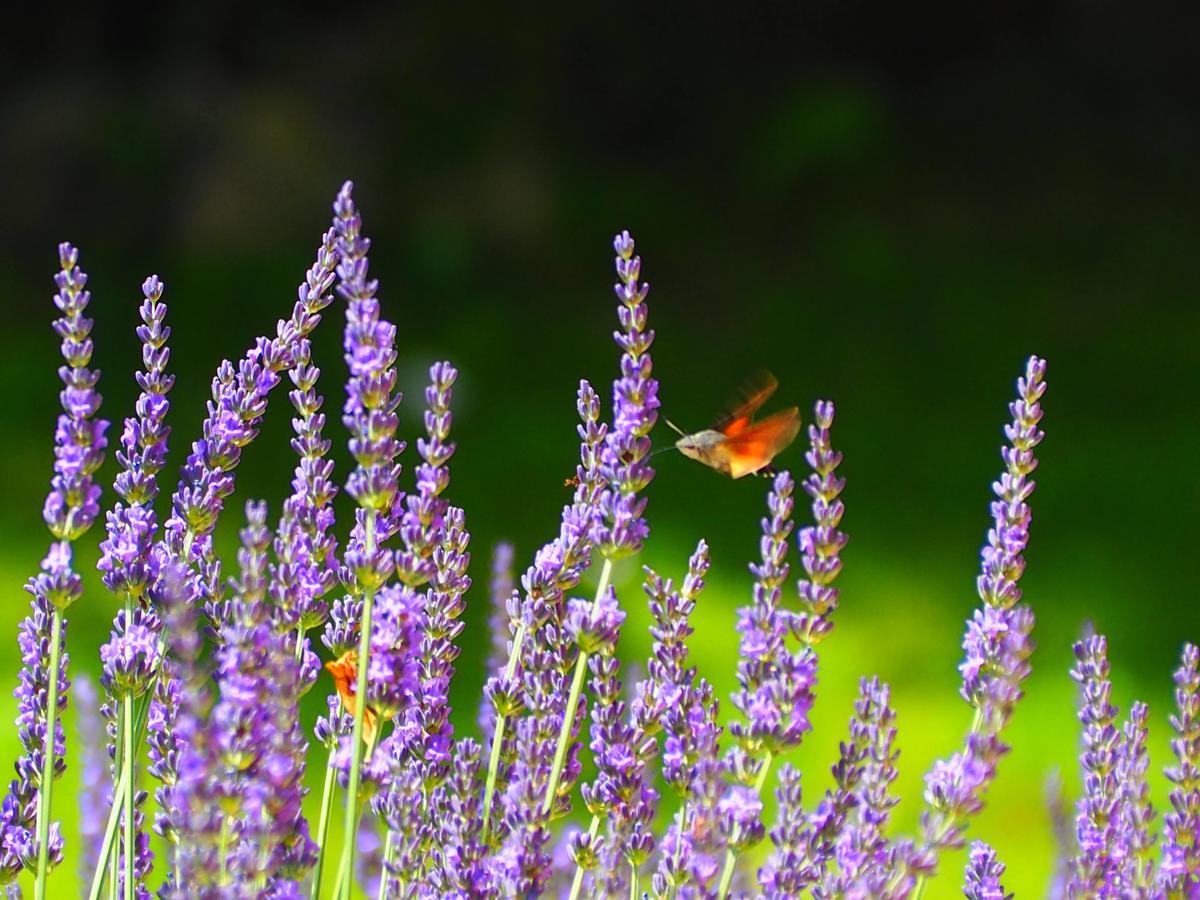 La Belle Verte Grignols  Dış mekan fotoğraf